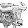 Profilbild von Real Deal Buffalo