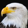 Elegant Eagle 👌 的头像