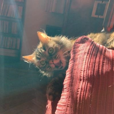 Bigotedemichi's profile picture