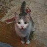 ひまわり隊長 profil fotoğrafı