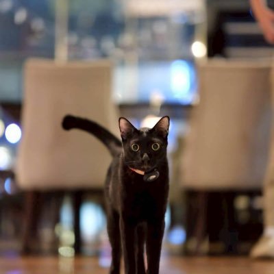 Bangkok Louie.'s profile picture