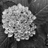 Profilbild von 紫陽花