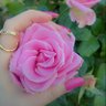 Raheek Alwared's profile picture