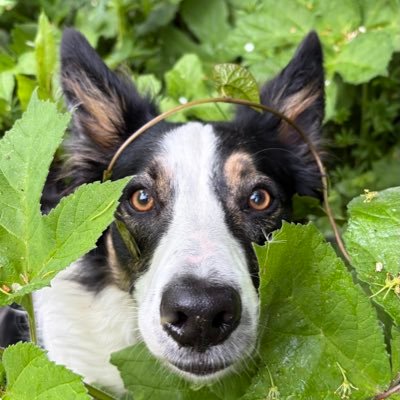 Puppy Bess and Auntie Kes's profile picture