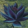 Фото профиля BlackLotus08 🇺🇸