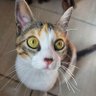 beallatrix⁷'s profile picture