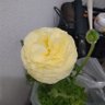 かず 的头像