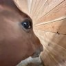 Oops Lab's profile picture