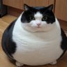 Profilbild von Chonky