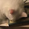 🩷نَدىٰ مَحمُود's profile picture