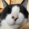 Profilbild von トーン