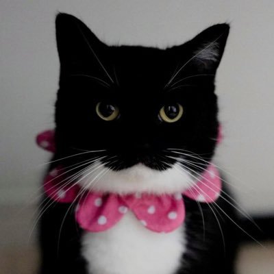 I'm Uni :3's profile picture