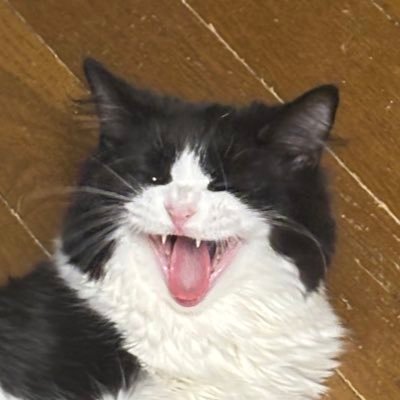 MeatPieN's profile picture