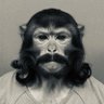 ChimpTheBuilder's profile picture