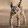 Iberian Lynx Bin Laden Arc profil fotoğrafı