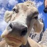 Фото профиля Cow 9779