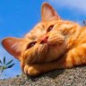 Profilbild von junjun julian2🐾🍉#NoWars#PrayForPeace