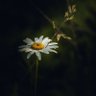 Dada🌼 的头像