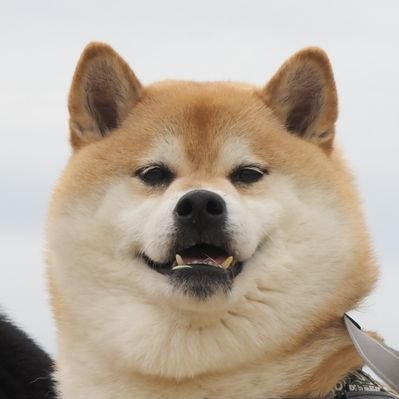 daigoro_sibainu's profile picture