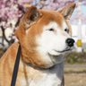 え 的头像