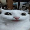 dxrkkxtten. *✧・゚ profil fotoğrafı
