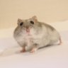 ハムバム's profile picture