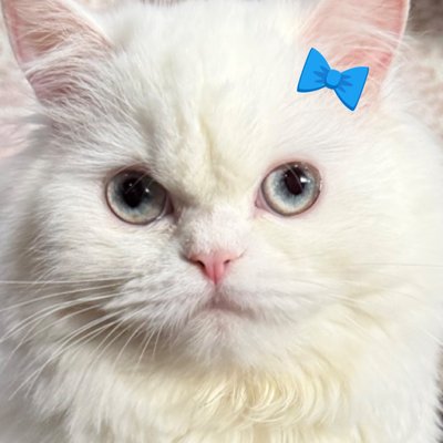 cccchanin's profile picture