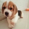 AobAobKung profil fotoğrafı