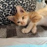 猫おばさん profil fotoğrafı