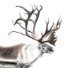 Saami Reindeer's profile picture