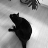 うつぼ 的头像