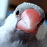 Profilbild von りょう