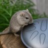 🎧🥌🐭ドラ子🐭🥌🎧's profile picture