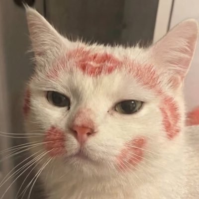 cutest kittens's profile picture