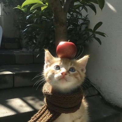 blossomm ꕤ .*･'s profile picture