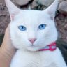 มีลาภ🐈🐶🦖🪐's profile picture