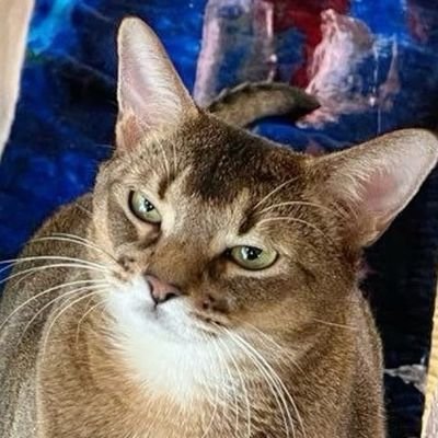 🐈⬛나비텐이 feat.ถ้าไม่คิด อย่าทำให้คิด's profile picture