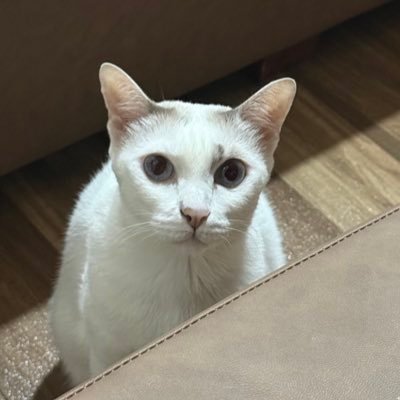 CChing's profile picture