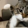 pawattack 的头像