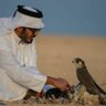 🇰🇼ياسر ال شعيل's profile picture