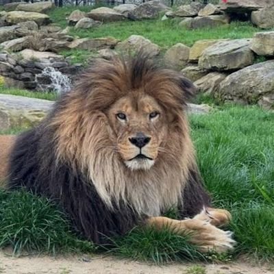 med_azouguigh's profile picture