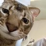 petchchy·͜·♡🐈⬛🎀's profile picture