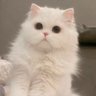 さな🥔💛@ツアー当選祈願🙏 profil fotoğrafı