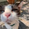 How Do You Spell 🤍 profil fotoğrafı