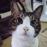 💫楪組🌿スパイク🐱木更津✡️🦒🐈💣📛🐶🌰🌟🧸🍓🐻🍯🐣 profil fotoğrafı