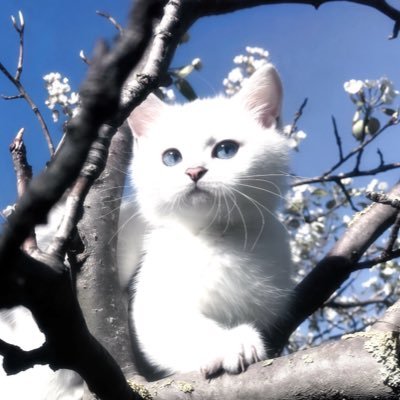 xiaoshi5325's profile picture