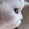 🐍𝕭𝖆𝖒𝖒𝖎𝖊 profil fotoğrafı