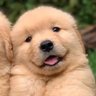 gooddog หมาแดงป้ายยา 的头像