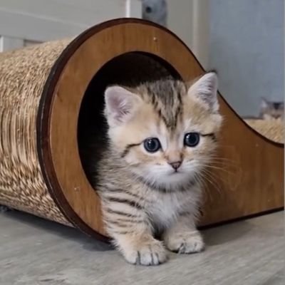Halkuwari9's profile picture