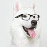 pivonessaz profil fotoğrafı